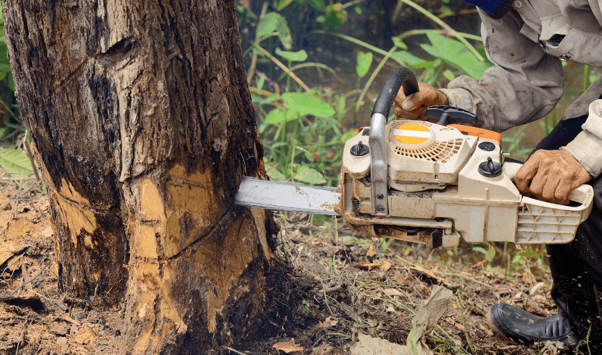 Tree Removal